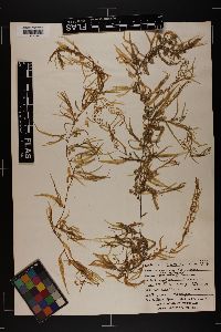 Sargassum filipendula var. montagnei image